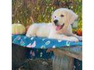 Golden Retriever Puppy for sale in Saint Cloud, FL, USA