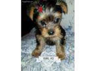 Yorkshire Terrier Puppy for sale in Bloomington, CA, USA