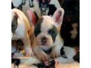 French Bulldog Puppy for sale in Duchesne, UT, USA