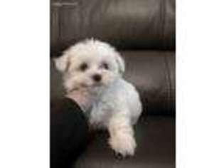 Maltese Puppy for sale in Dawsonville, GA, USA