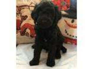 Goldendoodle Puppy for sale in Urbana, IL, USA