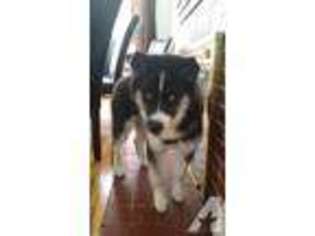 Siberian Husky Puppy for sale in WORCESTER, MA, USA