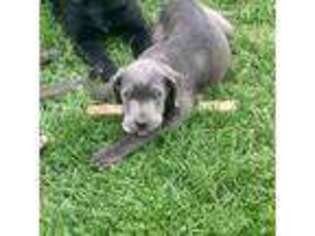 Cane Corso Puppy for sale in Norman, IN, USA