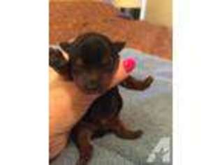 Yorkshire Terrier Puppy for sale in LA VERNIA, TX, USA