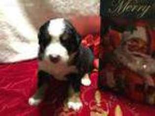Bernese Mountain Dog Puppy for sale in Columbia, SC, USA