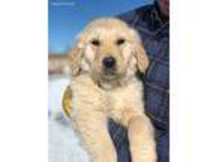 Golden Retriever Puppy for sale in Morgan, UT, USA