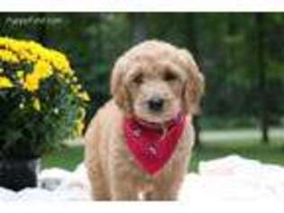 Goldendoodle Puppy for sale in Rougemont, NC, USA