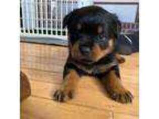 Rottweiler Puppy for sale in Linthicum Heights, MD, USA