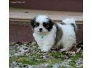 Mal-Shi Puppy for sale in Jefferson, SD, USA