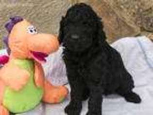 Goldendoodle Puppy for sale in Roy, UT, USA