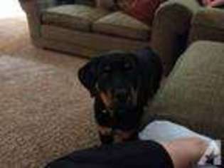 Rottweiler Puppy for sale in MANTECA, CA, USA