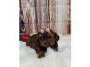 Shorkie Tzu Puppy for sale in Arcola, IL, USA