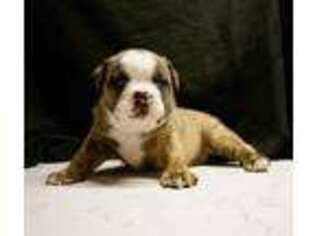 Olde English Bulldogge Puppy for sale in Callahan, FL, USA