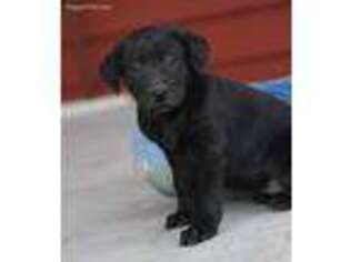 Labrador Retriever Puppy for sale in Elnora, IN, USA