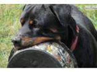 Rottweiler Puppy for sale in Lawrence, KS, USA