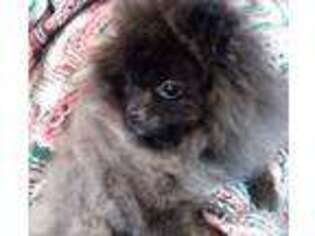 Pomeranian Puppy for sale in Sprague, WA, USA
