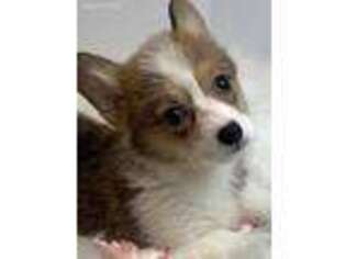 Pembroke Welsh Corgi Puppy for sale in Sawyer, OK, USA