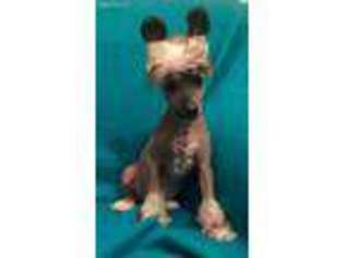 Chinese Crested Puppy for sale in Rockwall, TX, USA