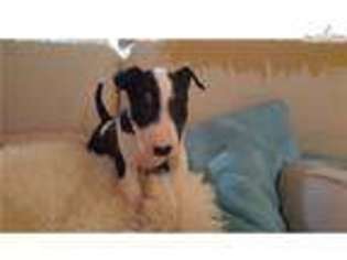 Bull Terrier Puppy for sale in Ann Arbor, MI, USA