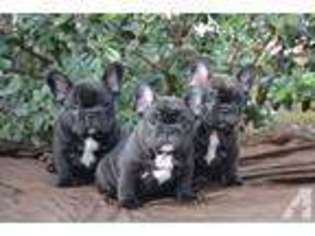 French Bulldog Puppy for sale in CITRUS HEIGHTS, CA, USA