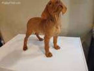 Vizsla Puppy for sale in Rockwall, TX, USA