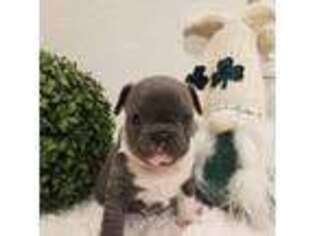 Mutt Puppy for sale in Farmington, NM, USA