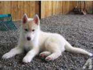 Siberian Husky Puppy for sale in ORTING, WA, USA