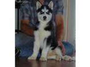 Siberian Husky Puppy for sale in Sumner, MI, USA