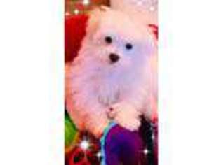 Maltese Puppy for sale in Belmont, NC, USA