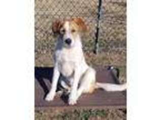 Mutt Puppy for sale in POINT, TX, USA