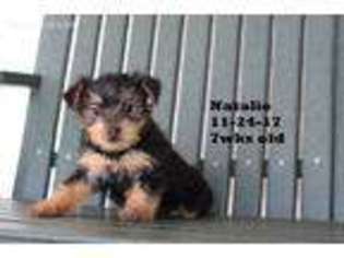 Yorkshire Terrier Puppy for sale in Fredericktown, OH, USA