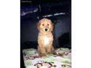 Goldendoodle Puppy for sale in Clinton, TN, USA