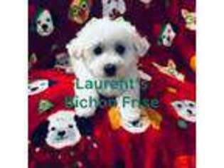 Bichon Frise Puppy for sale in Bay Saint Louis, MS, USA