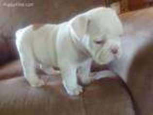 Bulldog Puppy for sale in Bucyrus, OH, USA