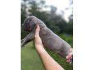 Cane Corso Puppy for sale in Tallahassee, FL, USA
