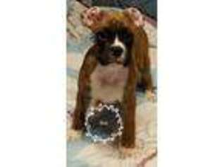 Boxer Puppy for sale in Carterville, IL, USA