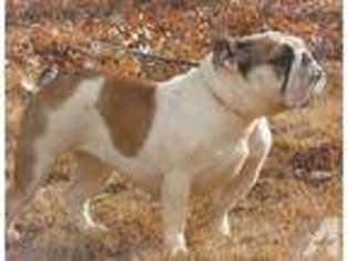 Bulldog Puppy for sale in WHITE HAVEN, PA, USA