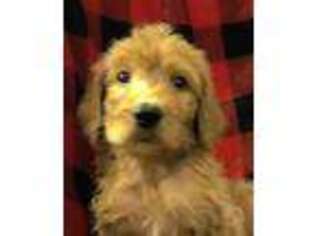 Goldendoodle Puppy for sale in Farmington, NY, USA