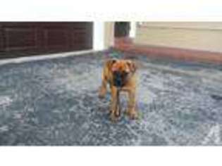 Bullmastiff Puppy for sale in HOLLYWOOD, FL, USA
