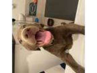 Labrador Retriever Puppy for sale in Rowlett, TX, USA