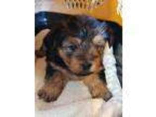 Yorkshire Terrier Puppy for sale in Oxford, WI, USA