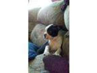 Boston Terrier Puppy for sale in Webster, KY, USA