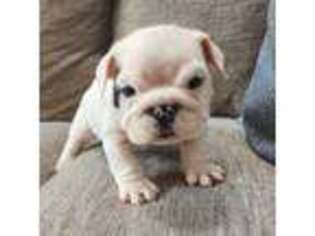 Bulldog Puppy for sale in Canton, OH, USA