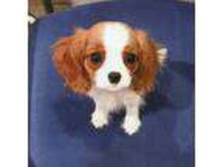 Cavalier King Charles Spaniel Puppy for sale in Marion, MI, USA