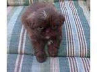 Mutt Puppy for sale in Windsor, VA, USA