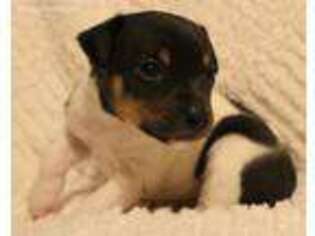 Rat Terrier Puppy for sale in Clovis, CA, USA