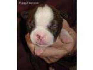 Boston Terrier Puppy for sale in Terrebonne, OR, USA