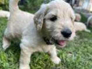 Goldendoodle Puppy for sale in Schenectady, NY, USA