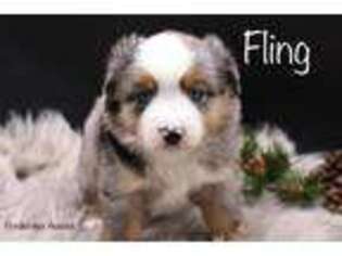 Miniature Australian Shepherd Puppy for sale in Lancaster, MN, USA
