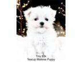 Maltese Puppy for sale in Bedford, OH, USA